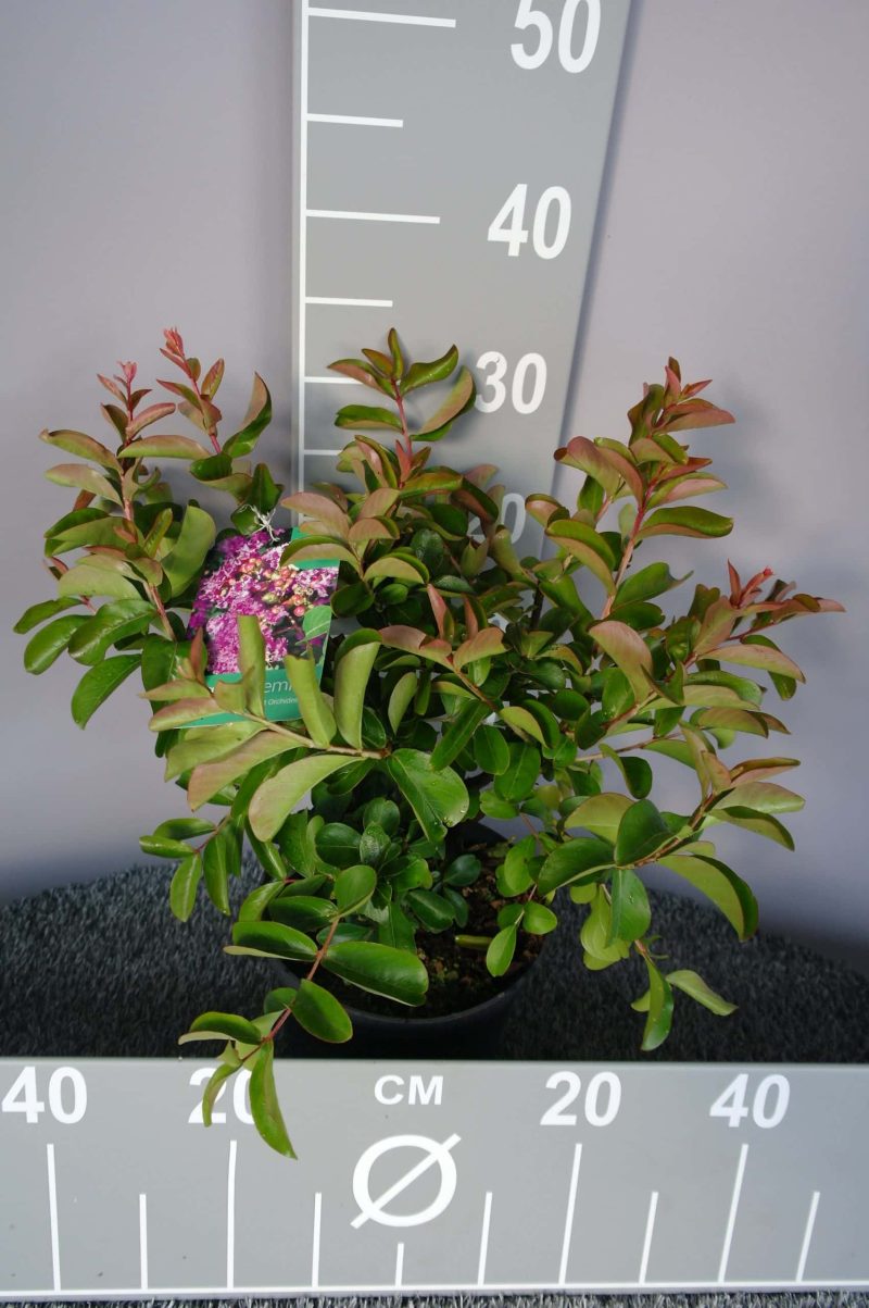 Lagerstroemia Indica 'Petit Orchidee'