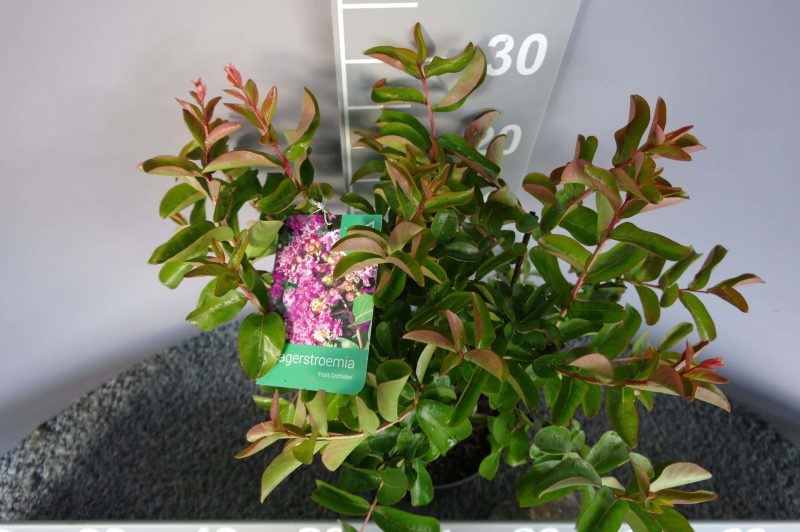 Lagerstroemia Indica 'Petit Orchidee' - Afbeelding 2