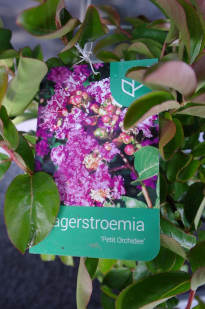 Lagerstroemia Indica 'Petit Orchidee' - Afbeelding 3