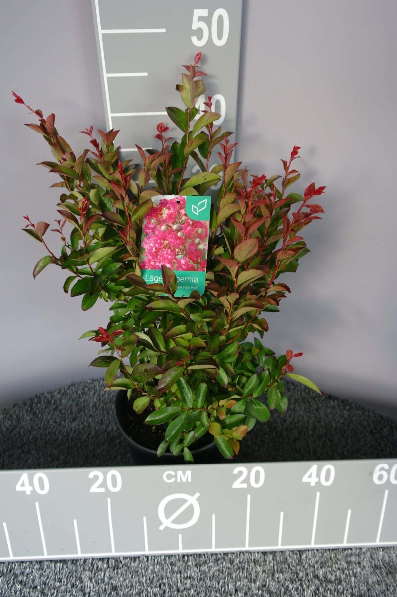 Lagerstroemia Indica 'Petit Red'