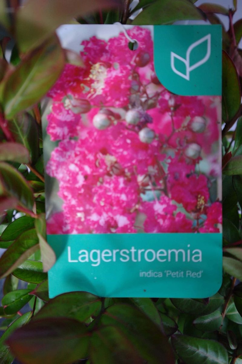 Lagerstroemia Indica 'Petit Red' - Afbeelding 2