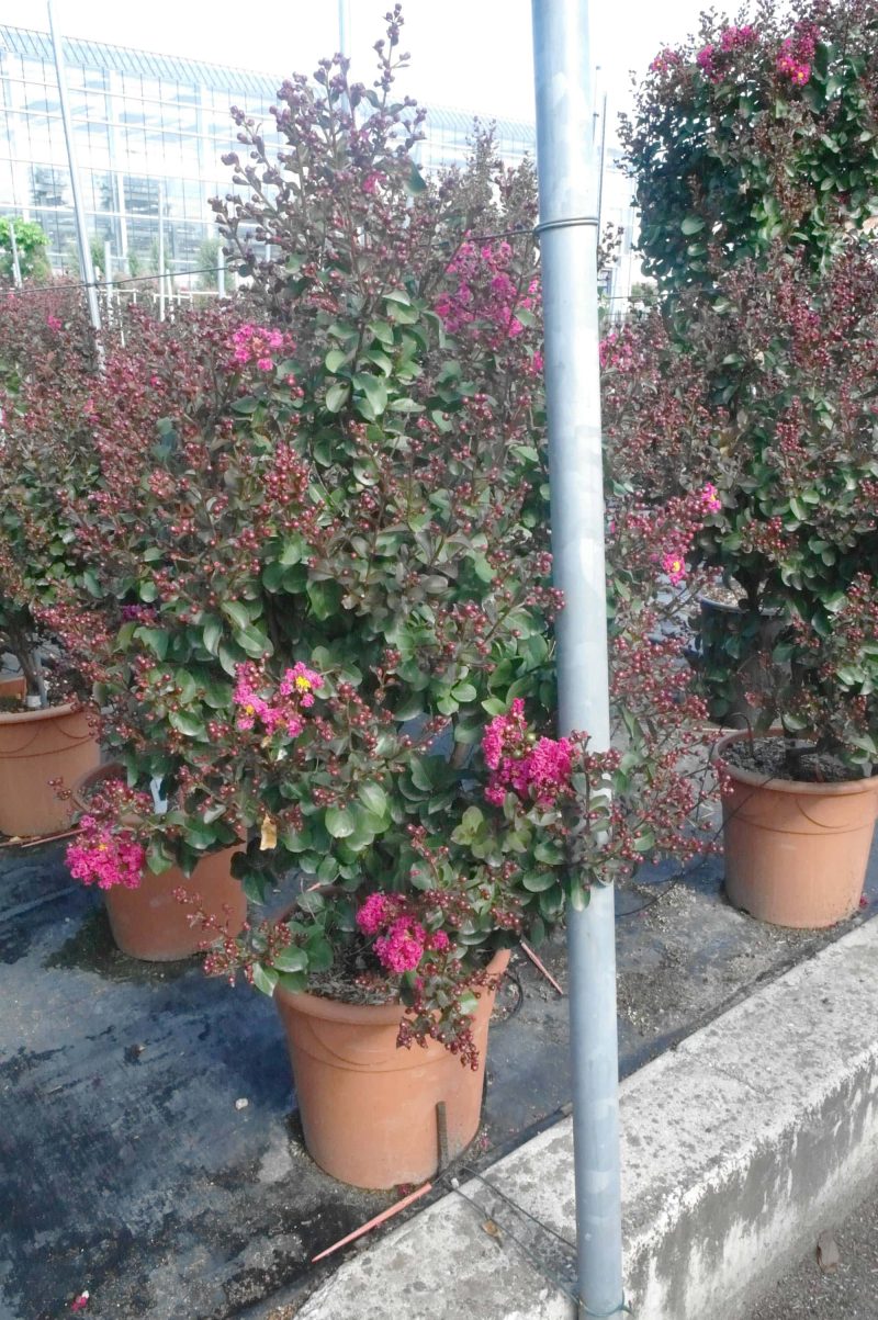 Lagerstroemia Indica 'Pink Velour'