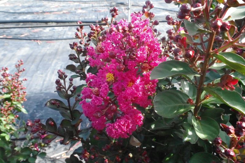 Lagerstroemia Indica 'Pink Velour' - Afbeelding 2