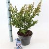 Lagerstroemia indica With Love Babe ('Milaperl'PBR)