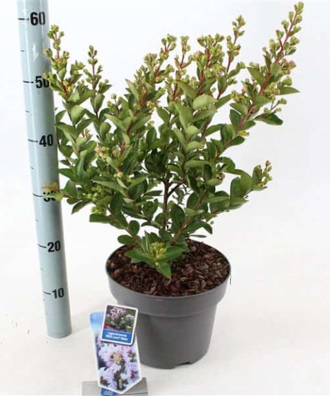 Lagerstroemia indica With Love Babe ('Milaperl'PBR)