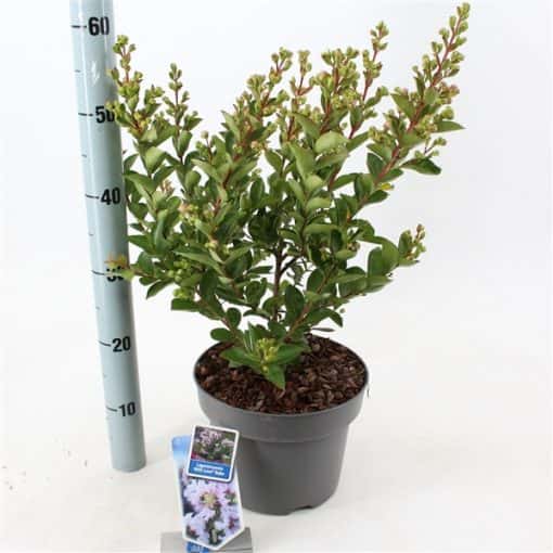 Lagerstroemia indica With Love Babe ('Milaperl'PBR)