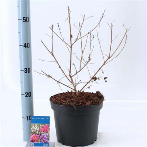 Lagerstroemia indica With Love Babe ('Milaperl'PBR) - Afbeelding 2