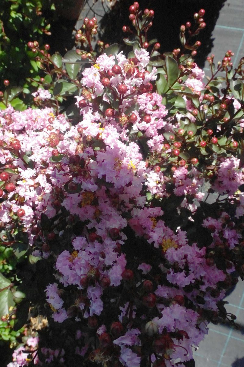 Lagerstroemia Indica Rhapsody in Pink - Afbeelding 3