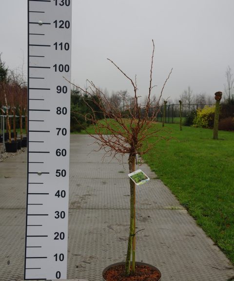 Larix Kaempferi 'Diana'