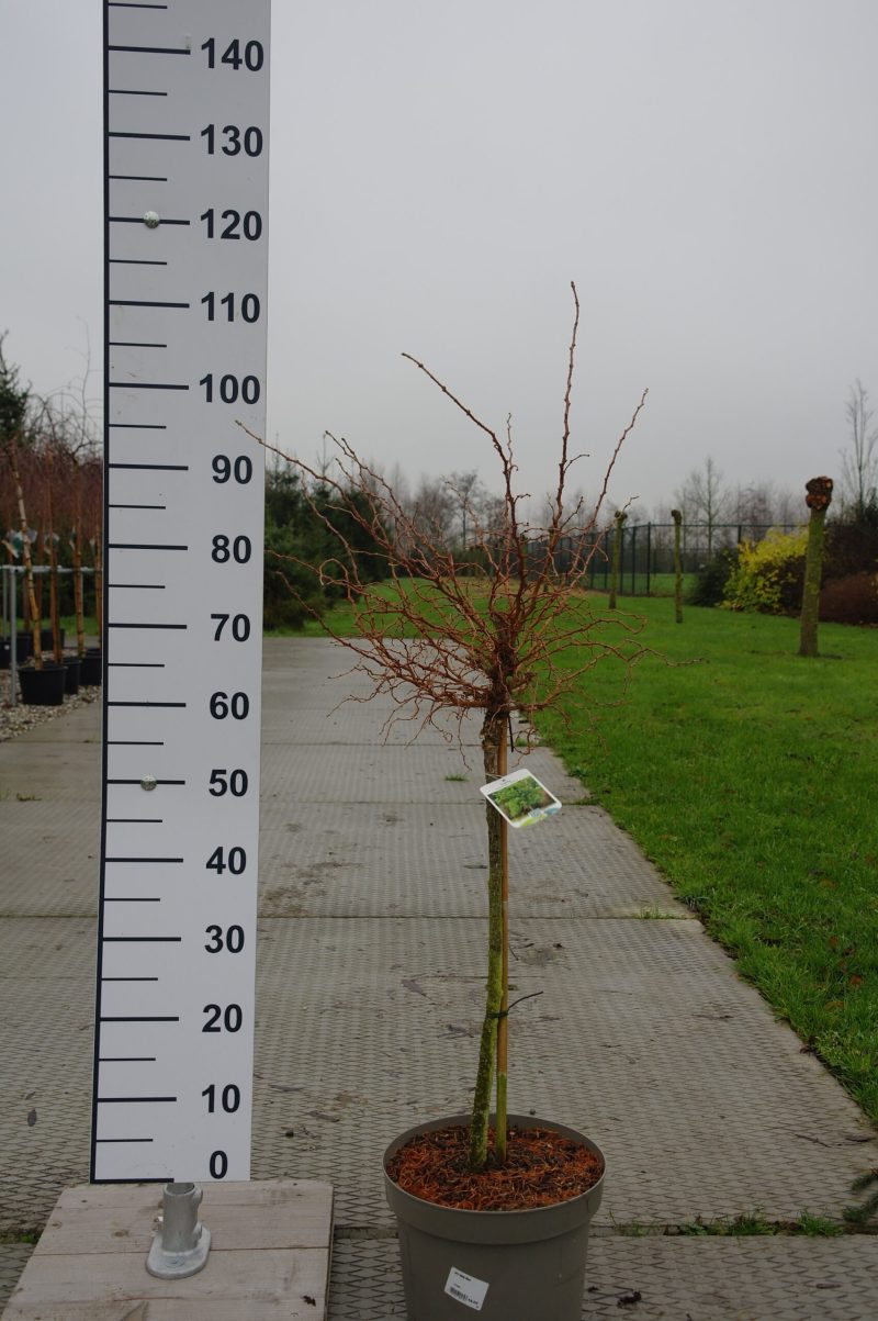 Larix Kaempferi 'Diana'