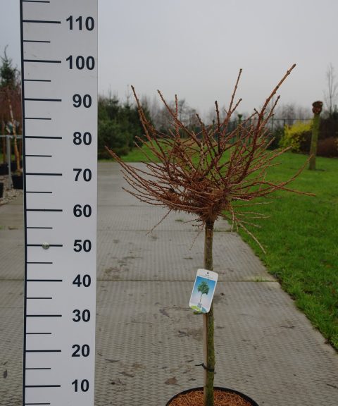 Larix Kaempferi 'Grey Pearl'