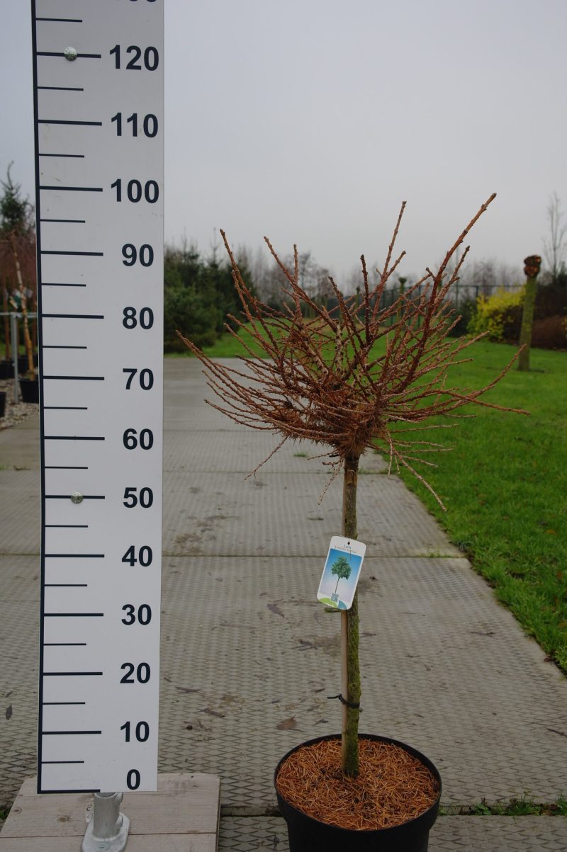 Larix Kaempferi 'Grey Pearl'