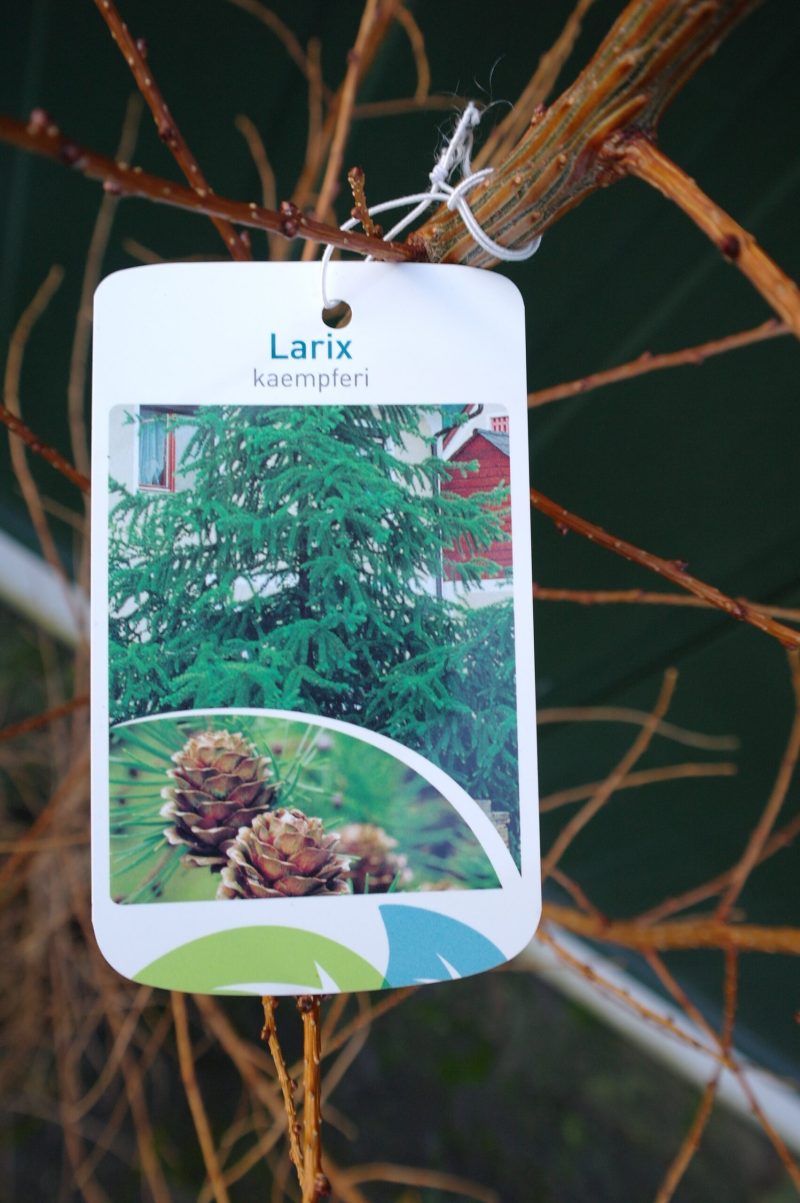 Larix Kaempferi - Afbeelding 2