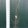 Larix Kaempferi