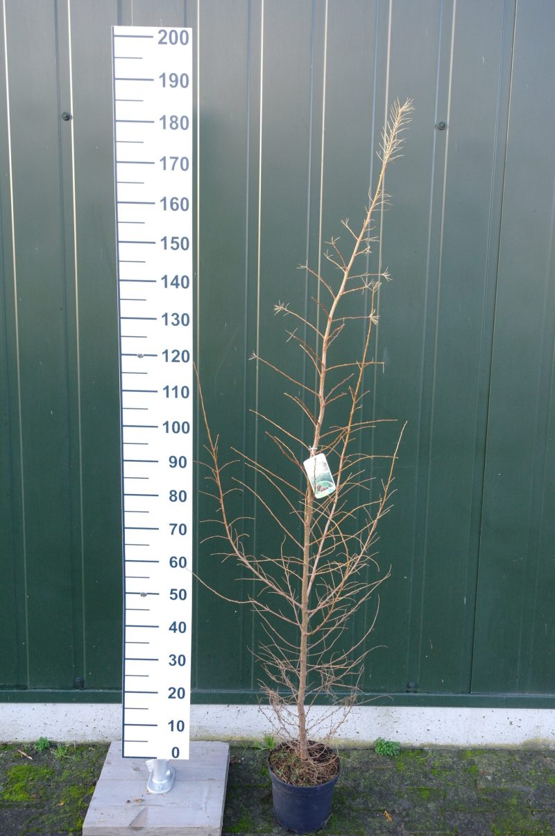 Larix Kaempferi