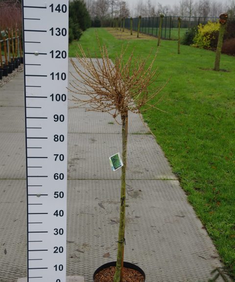Larix Decidua 'Kornik'