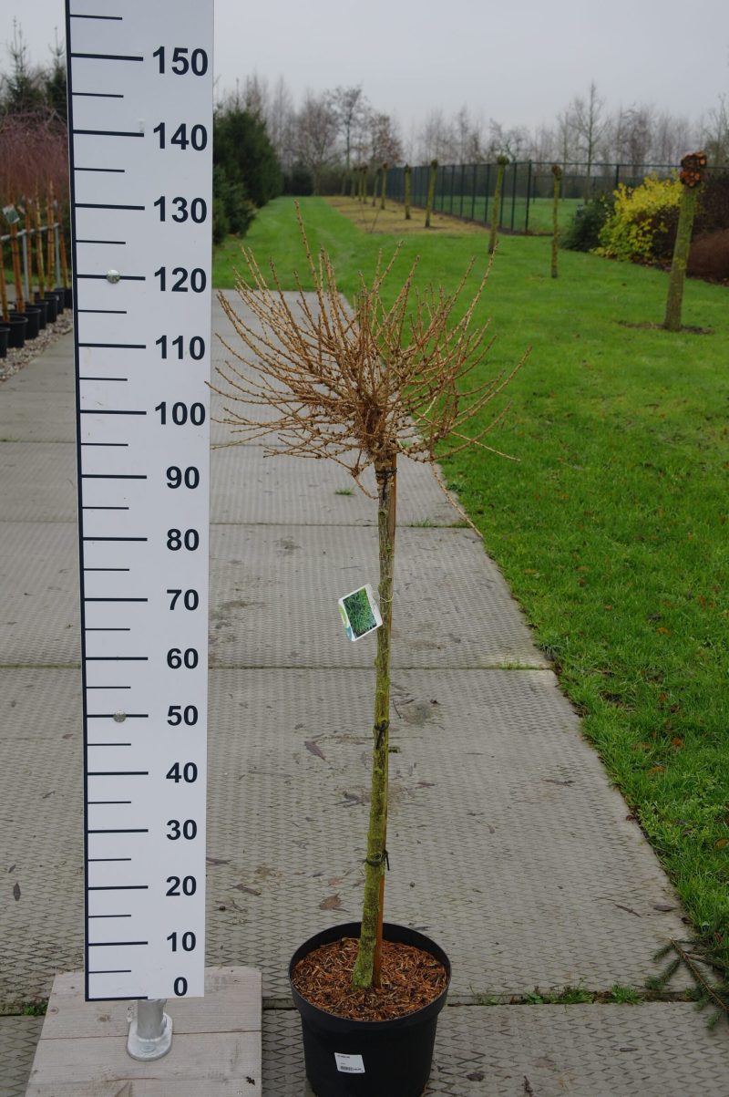 Larix Decidua 'Kornik'