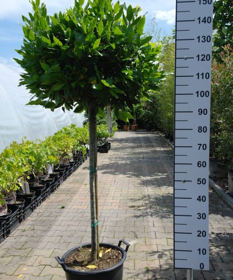 Laurus Nobilis op stam - Keukenlaurier