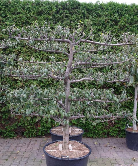 Prunus domestica 'Reine Claude d'oullins' Lei Pruim