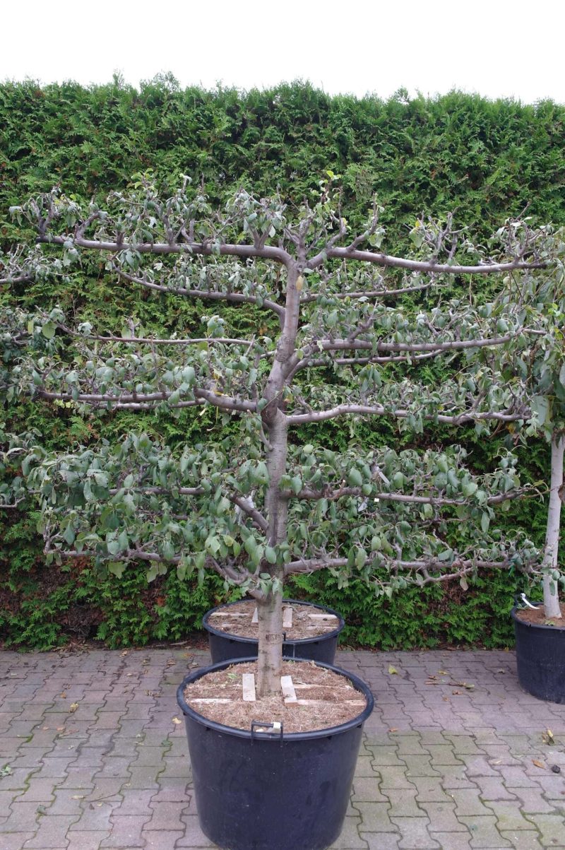 Prunus domestica 'Reine Claude d'oullins' Lei Pruim