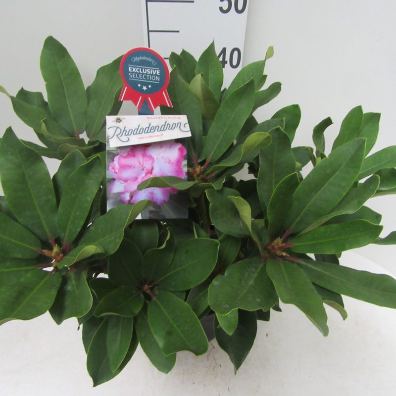 Rhododendron 'Lem's Monarch' roze