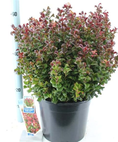 Leucothoe Axillaris 'Curly Red'