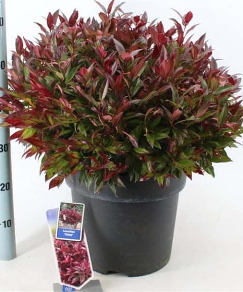 Leucothoe 'Zeblid'