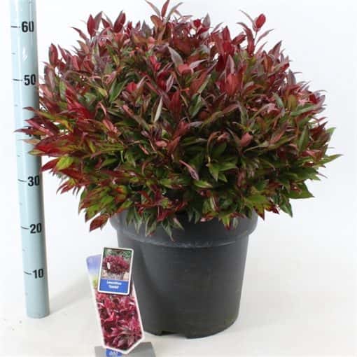 Leucothoe 'Zeblid'