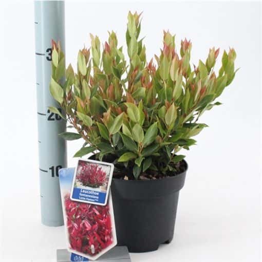 Leucothoe 'Little Flames' PBR - Afbeelding 2