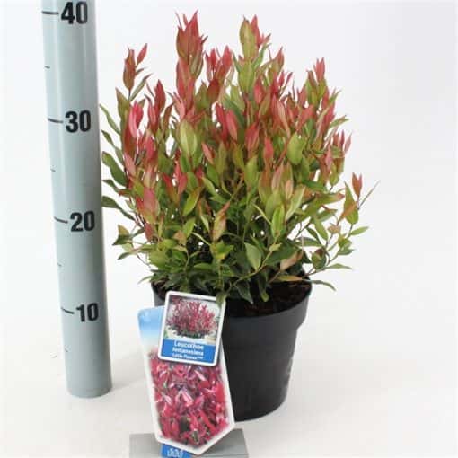 Leucothoe 'Little Flames' PBR - Afbeelding 3