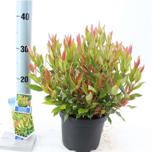 Leucothoe 'Little Flames' PBR - Afbeelding 4
