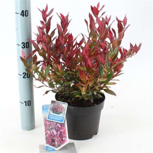 Leucothoe 'Little Flames' PBR