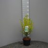 Ligustrum Ovalifolium Aureum