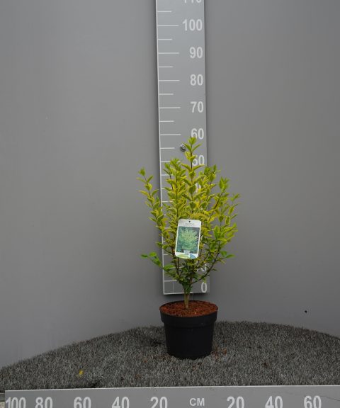 Ligustrum Ovalifolium Aureum