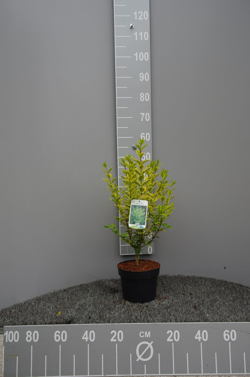 Ligustrum Ovalifolium Aureum