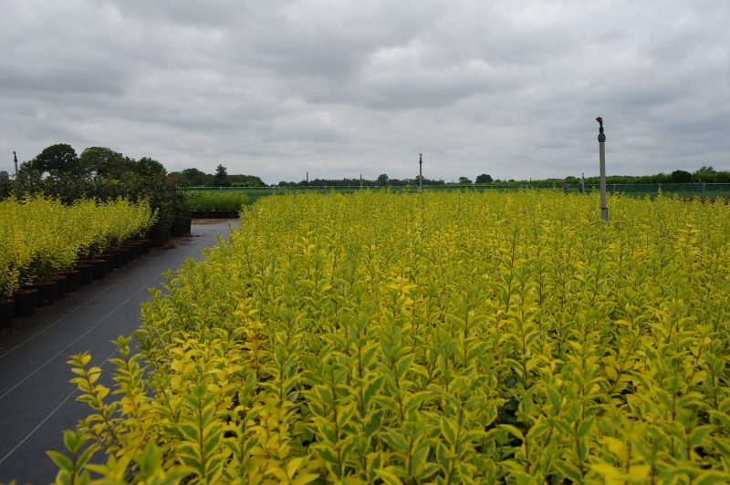 Ligustrum Ovalifolium Aureum - Afbeelding 2