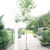 Liquidambar Styraciflua groot