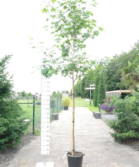 Liquidambar Styraciflua groot