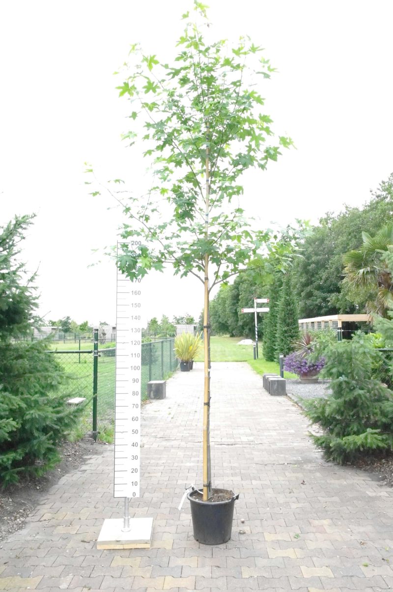 Liquidambar Styraciflua groot