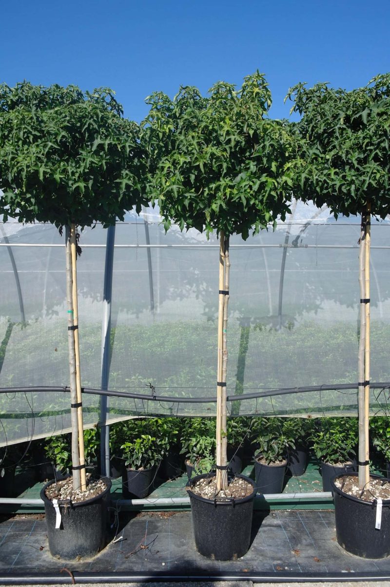 Liquidambar Styraciflua Gumball hoogstam