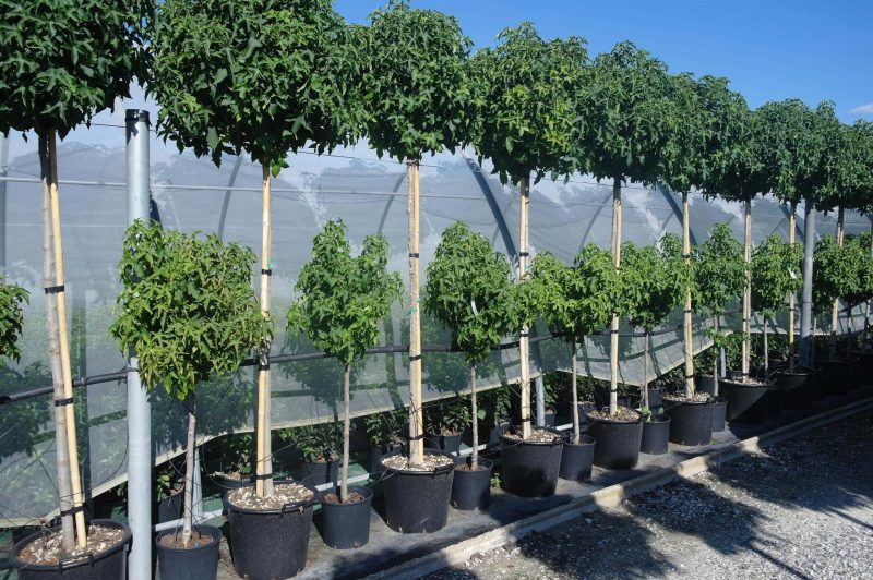 Liquidambar Styraciflua Gumball hoogstam - Afbeelding 3