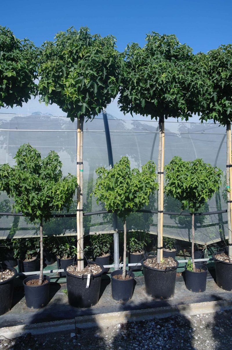 Liquidambar Styraciflua Gumball hoogstam - Afbeelding 2
