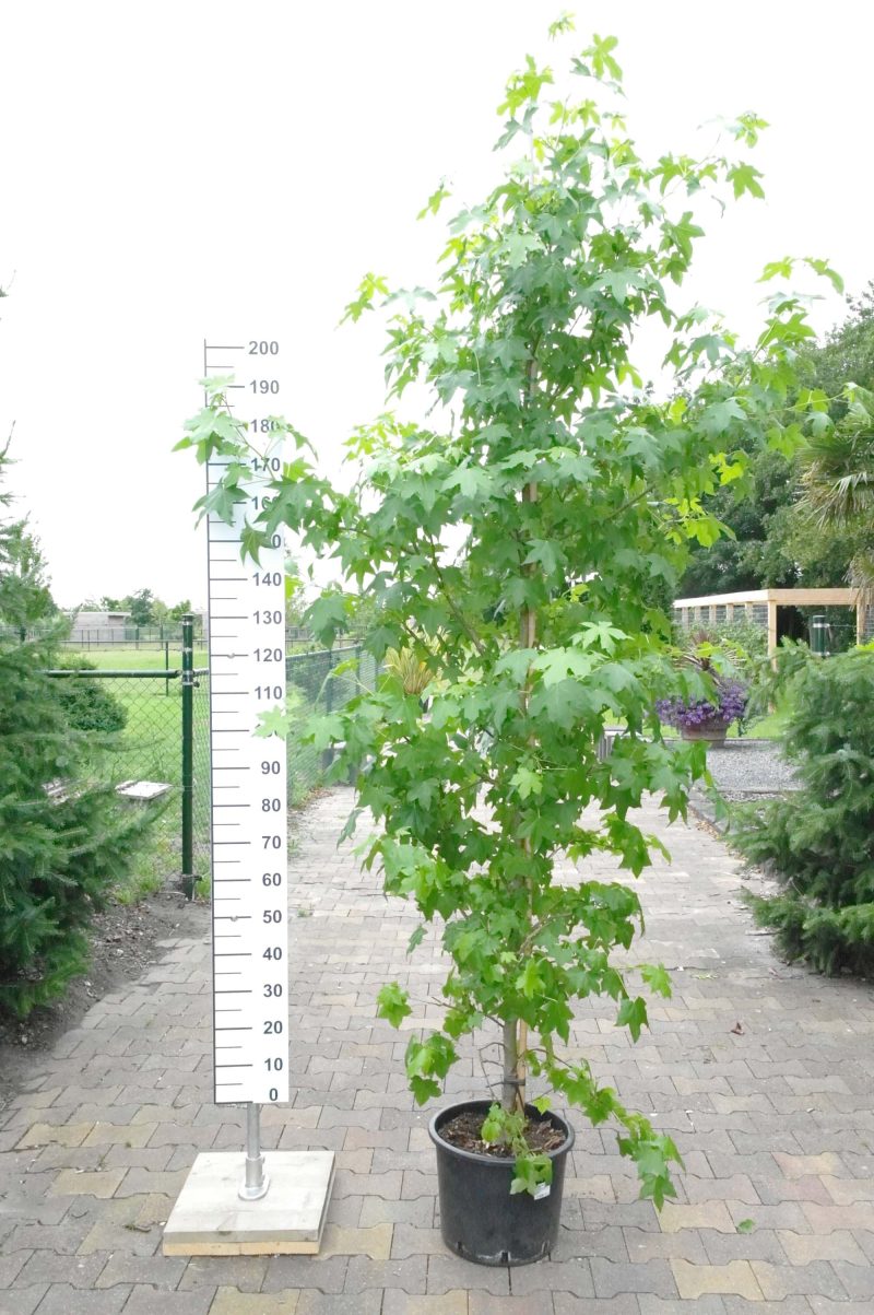 Liquidambar Styraciflua groot - Afbeelding 4