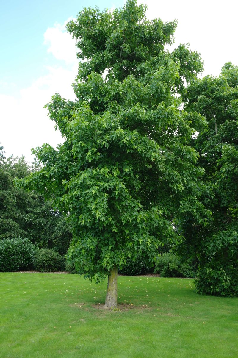 Liquidambar Styraciflua - Afbeelding 4