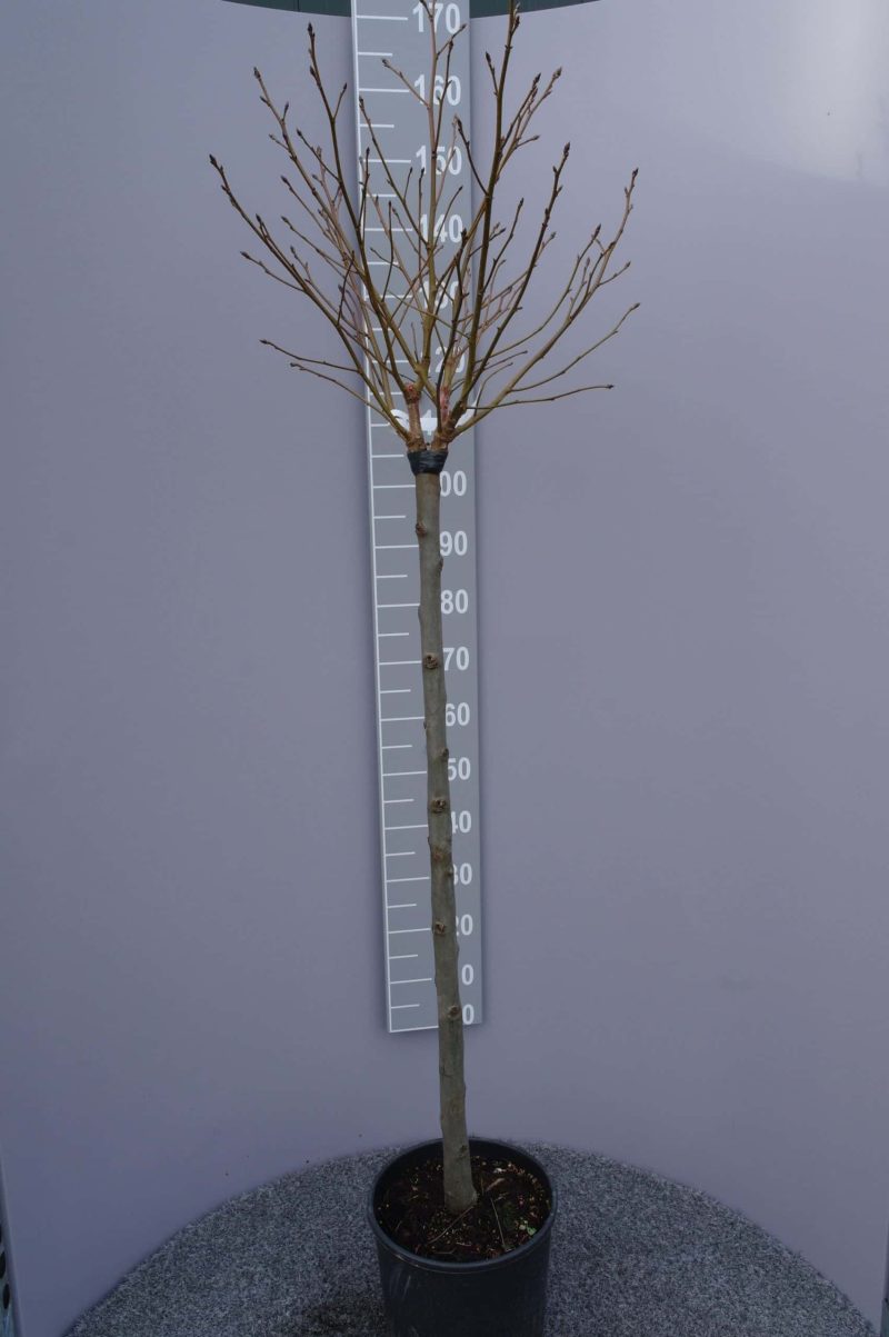 Liquidambar Styraciflua Gumball halfstam - Afbeelding 3