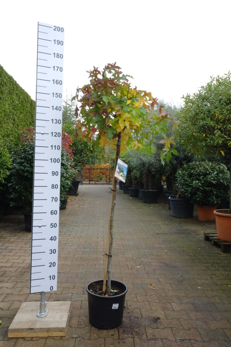 Liquidambar Styraciflua Gumball - Afbeelding 3