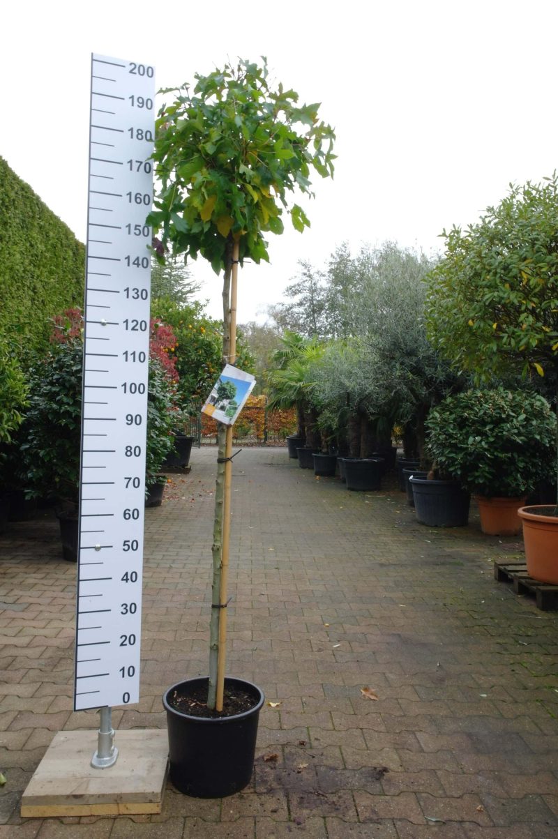 Liquidambar Styraciflua Gumball - Afbeelding 2