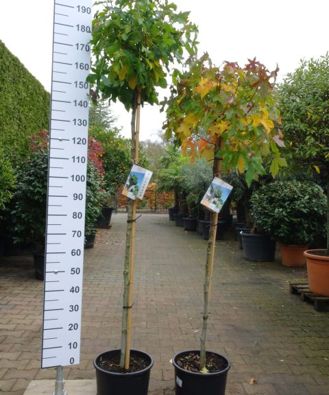 Liquidambar Styraciflua Gumball