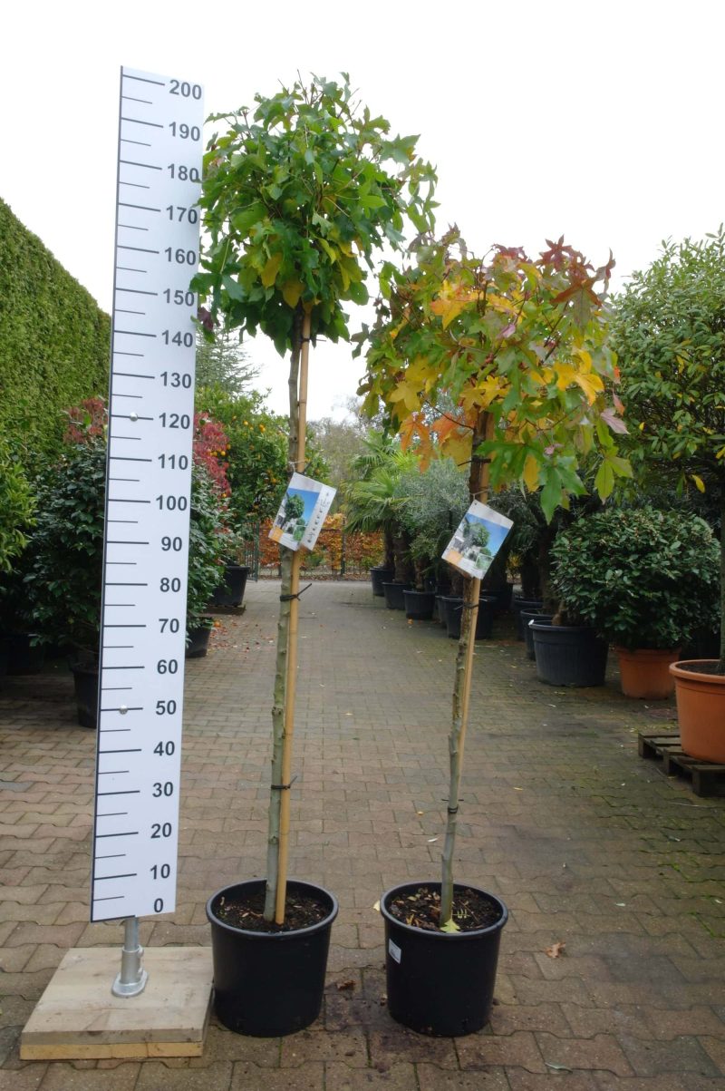 Liquidambar Styraciflua Gumball