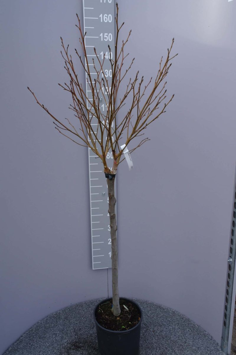 Liquidambar Styraciflua Gumball halfstam - Afbeelding 2